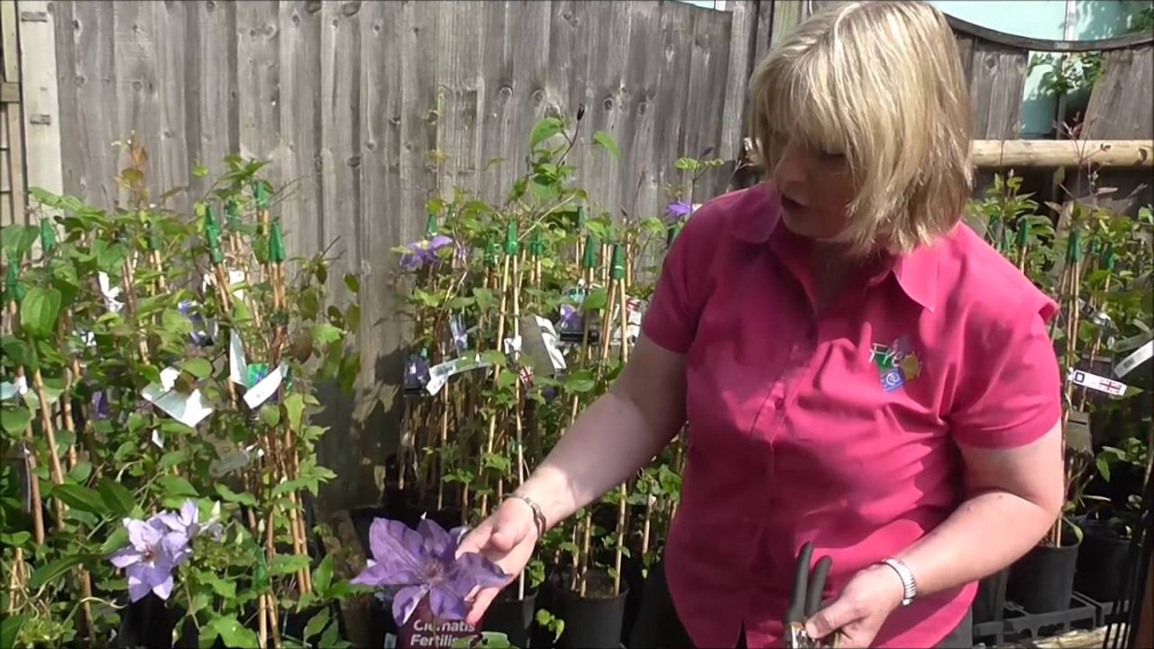 Clematis: The Queen of Climbers