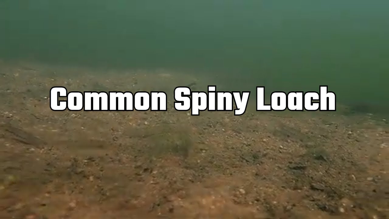 Common Spiny Loach | Spotted Loach | Lepidocephalichthys thermalis | Biotope Video