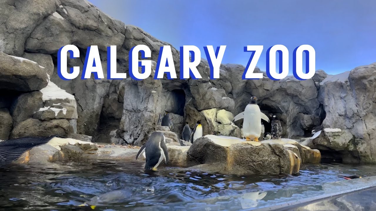 FULL Calgary Zoo Walking Tour | Calgary, Alberta, Canada