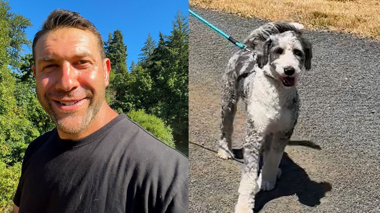 Sheep doodles like Kelso being surrendered at an alarming rate, here is why | Lee Asher
