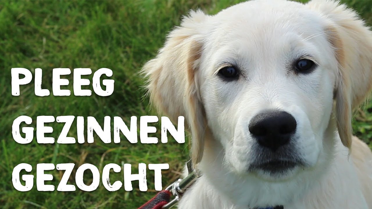 Wil jij pleeggezin worden van een puppy? - Vrienden der Blinden