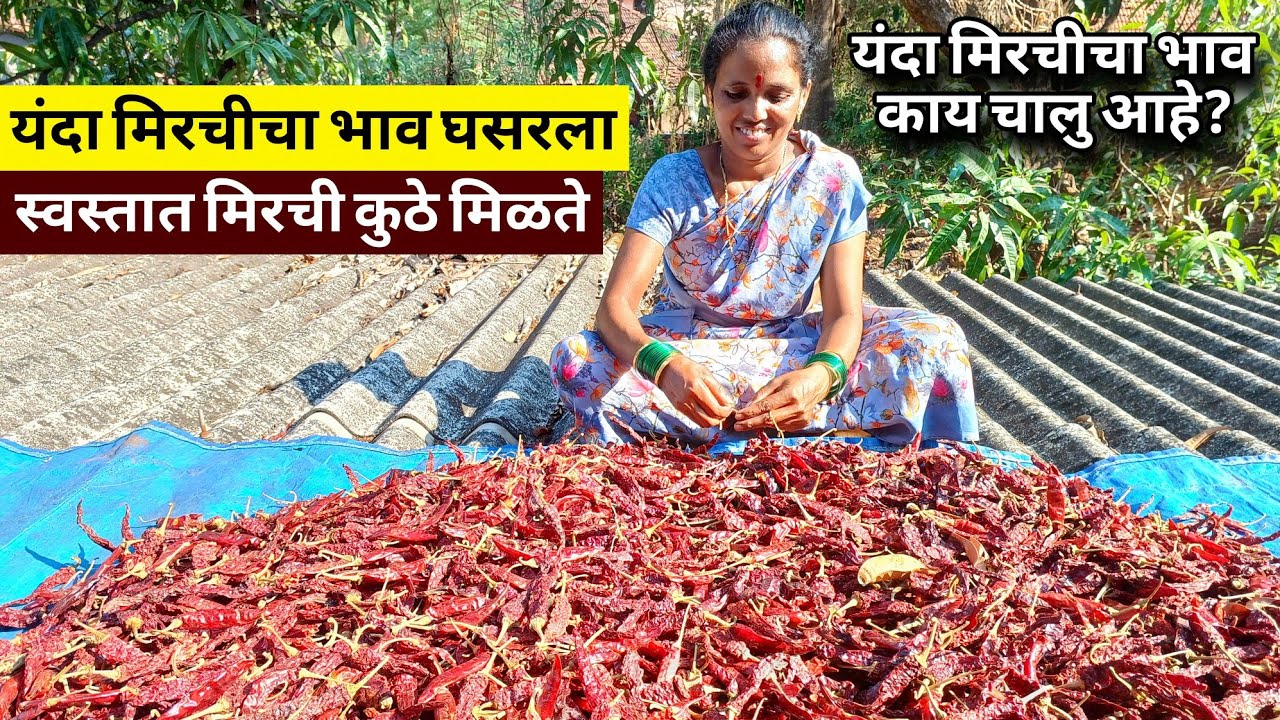 यावर्षी मिरचीचा भाव घसरला || स्वस्तात मिरच्या कुठे मिळतात || Nayankar vlog