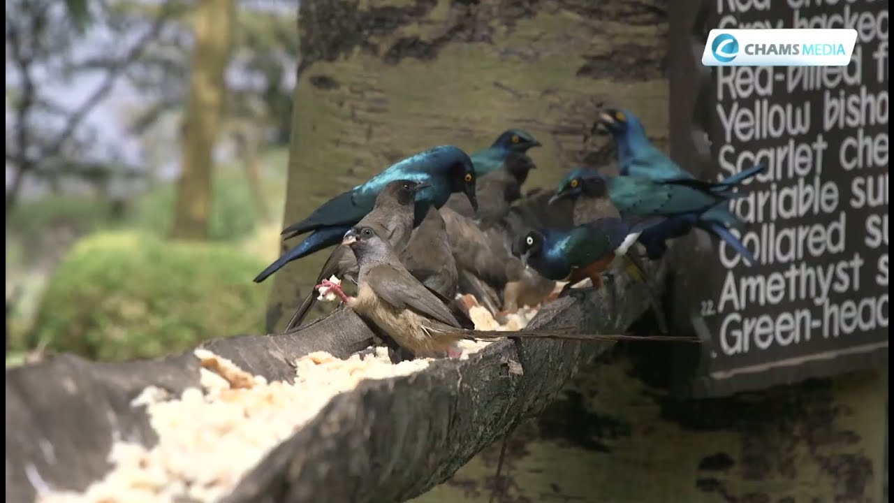 My Magical Kenya Ep21: The Charm of Sarova Lion Hill Game Lodge