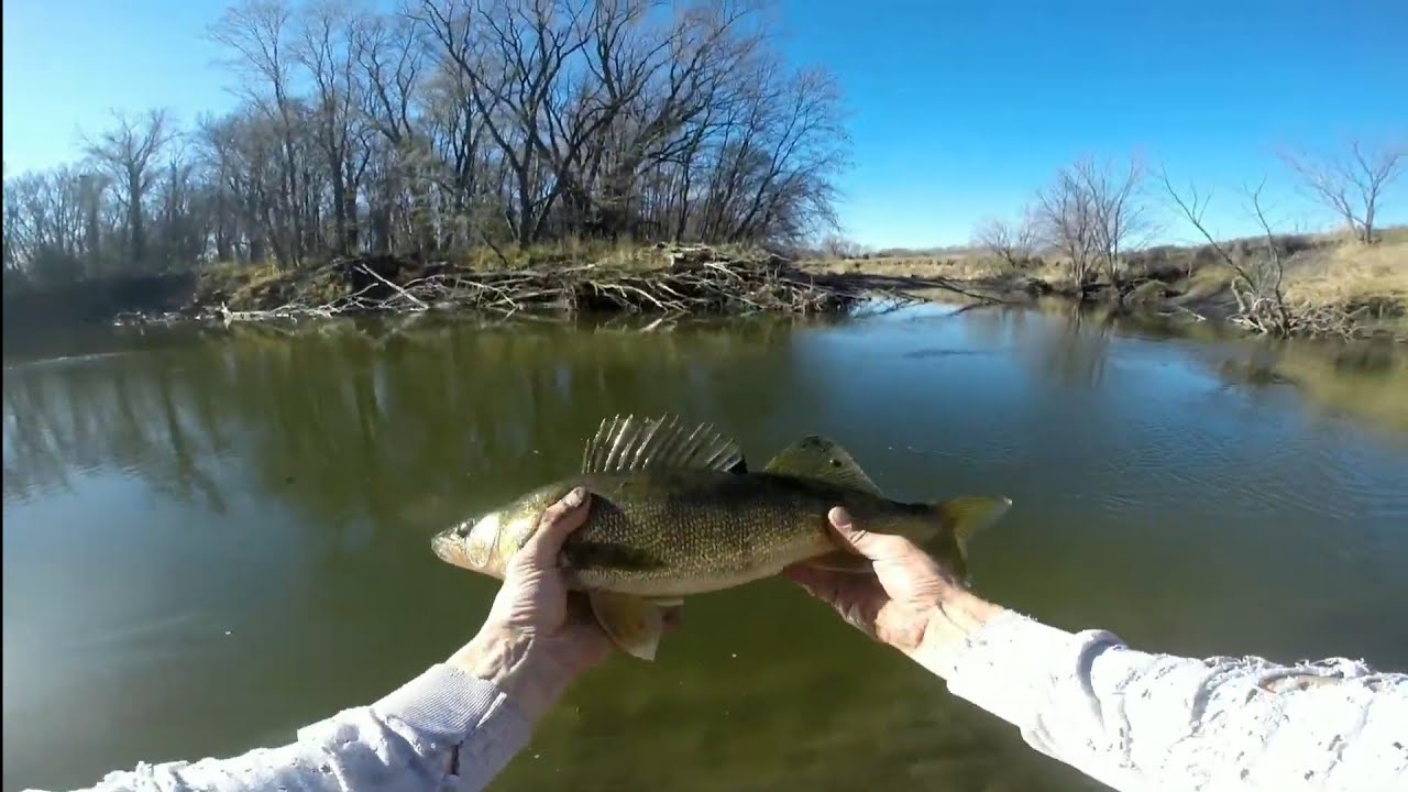 Southern Minnesota, river walleye slapfest!