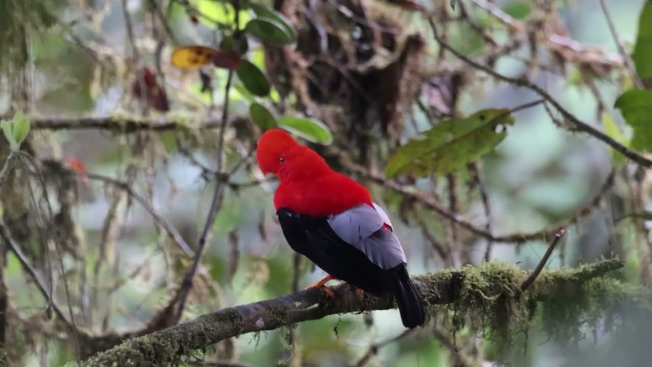 Andean Cock-of-the-rock displaying