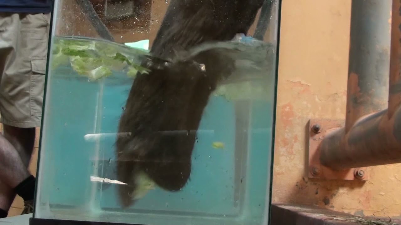Elephant Using Trunk to Grab Lettuce