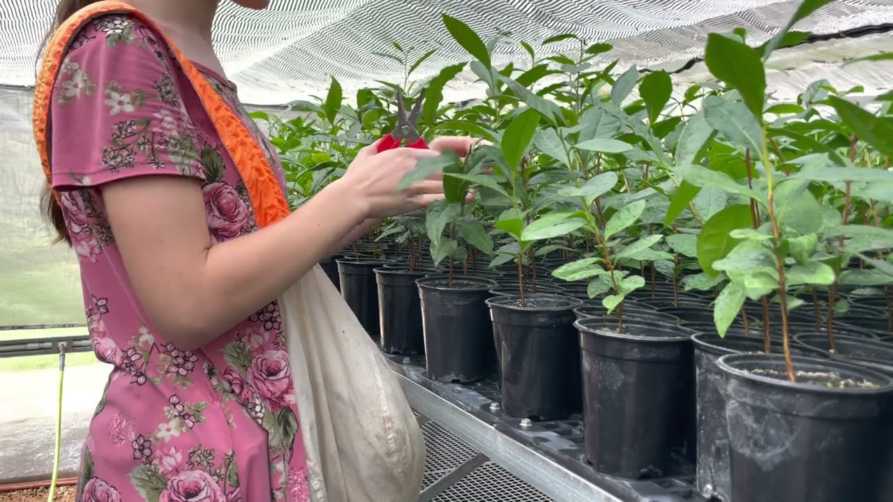 Pro Tip: Mid-season tea pruning.