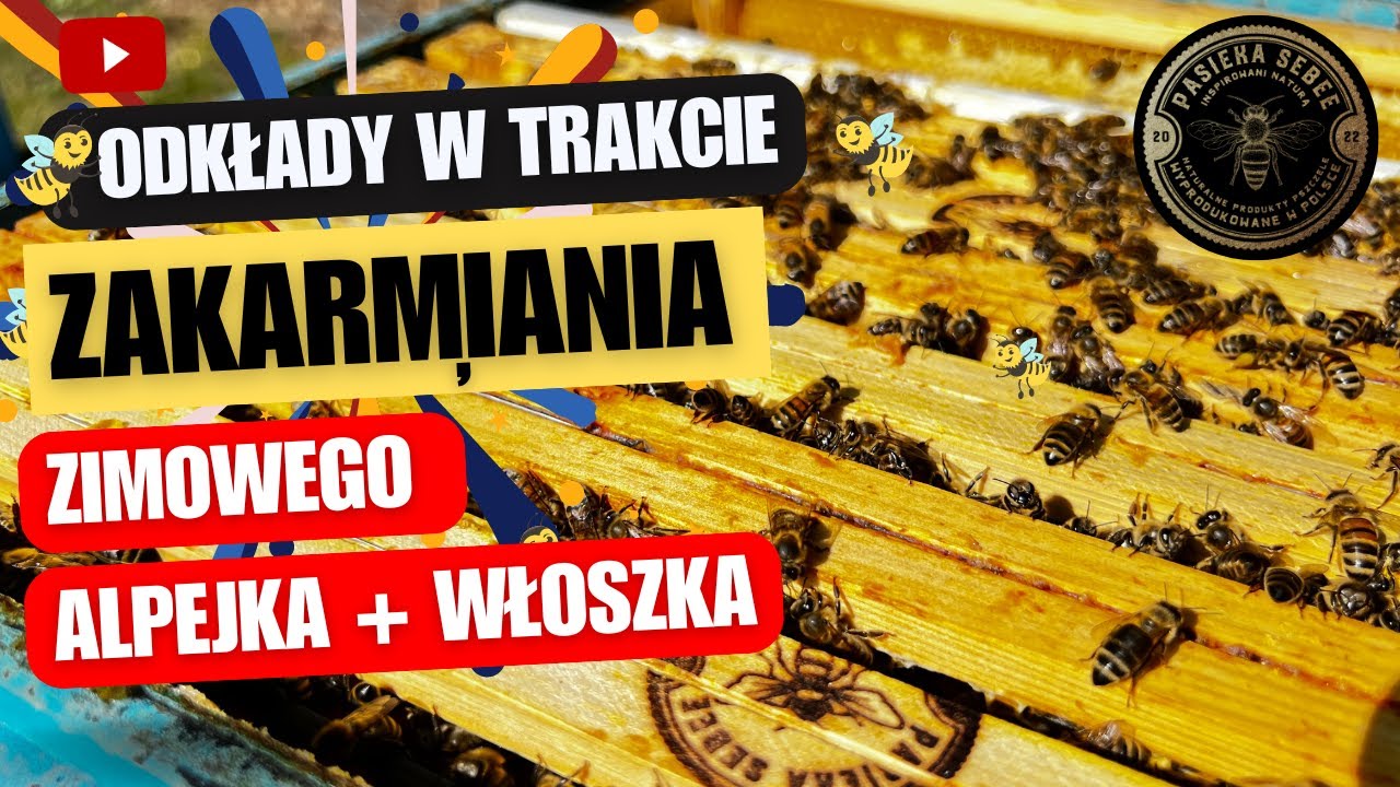 Odkłady w trakcie zakarmiania zimowego - Pasieka SeBee