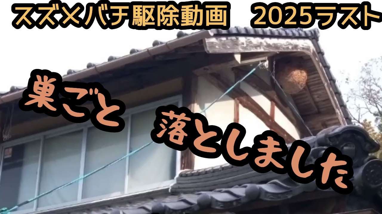 スズメバチ駆除　巣ごと落としました　#キイロスズメバチ　#オオスズメバチ