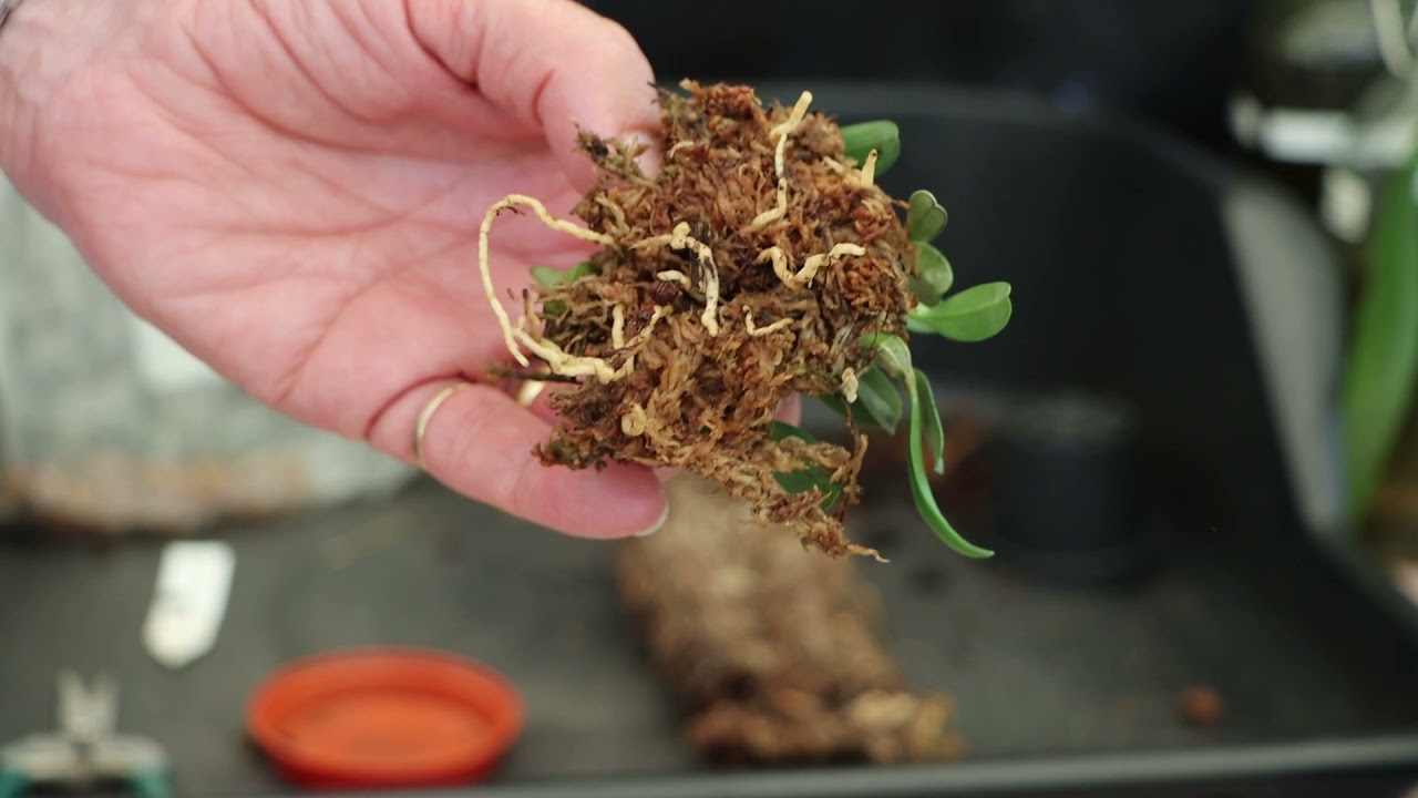 Mounting Dendrobium jenkinsii