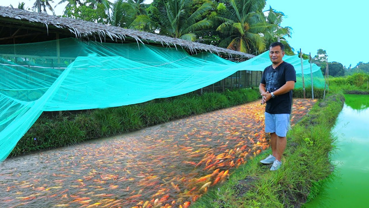 Why do fish grow faster in a NATURAL MUD POND! Inside the most successful Free-range farm.