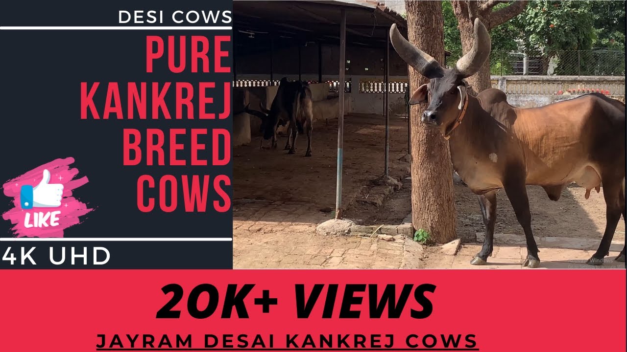 Jayram Desai Pure Kankrej Cow | Kankrej Breeding in INDIA #kankrejcow #jayramdesai #karandesai
