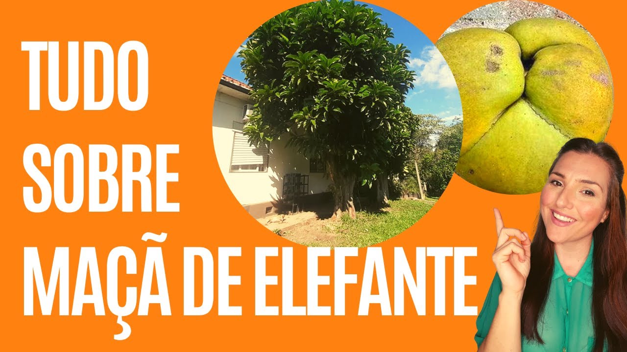 Como usar e como plantar | MAÇÃ DE ELEFANTE, DILLENIA INDICA, ÁRVORE DO DINHEIRO, FRUTA COFRE
