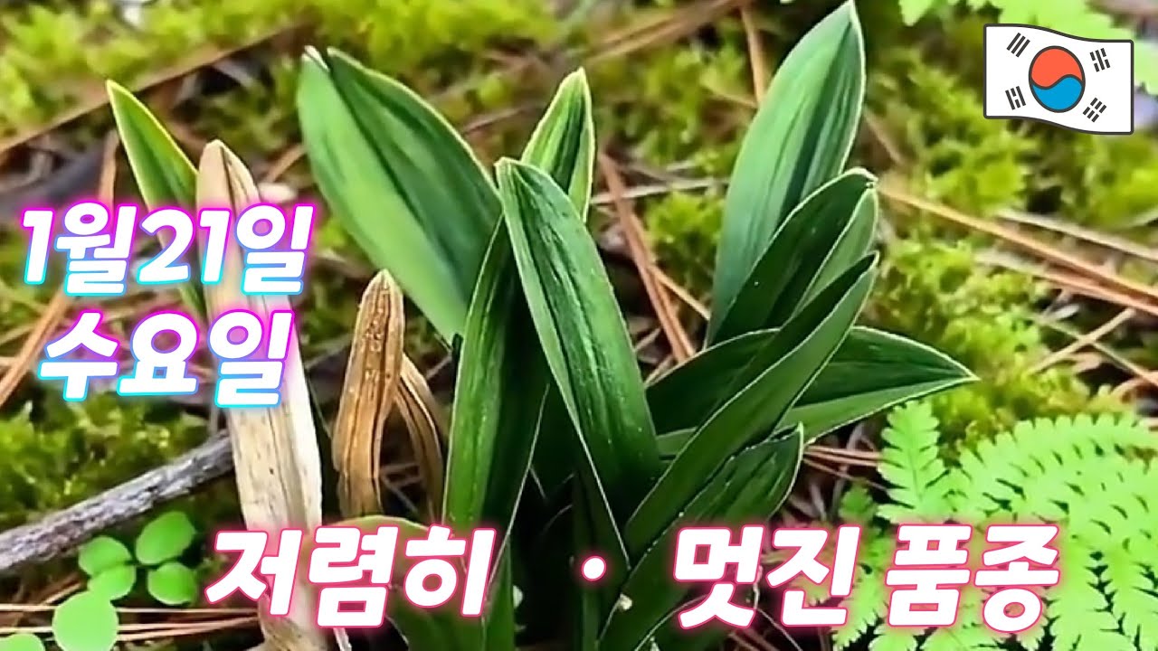 1월21일ㆍ수요일ㆍ10품종 ㅡㅡㅡ 오늘도 저렴히 좋은💥💥💥품종  소개합니다        [4K]