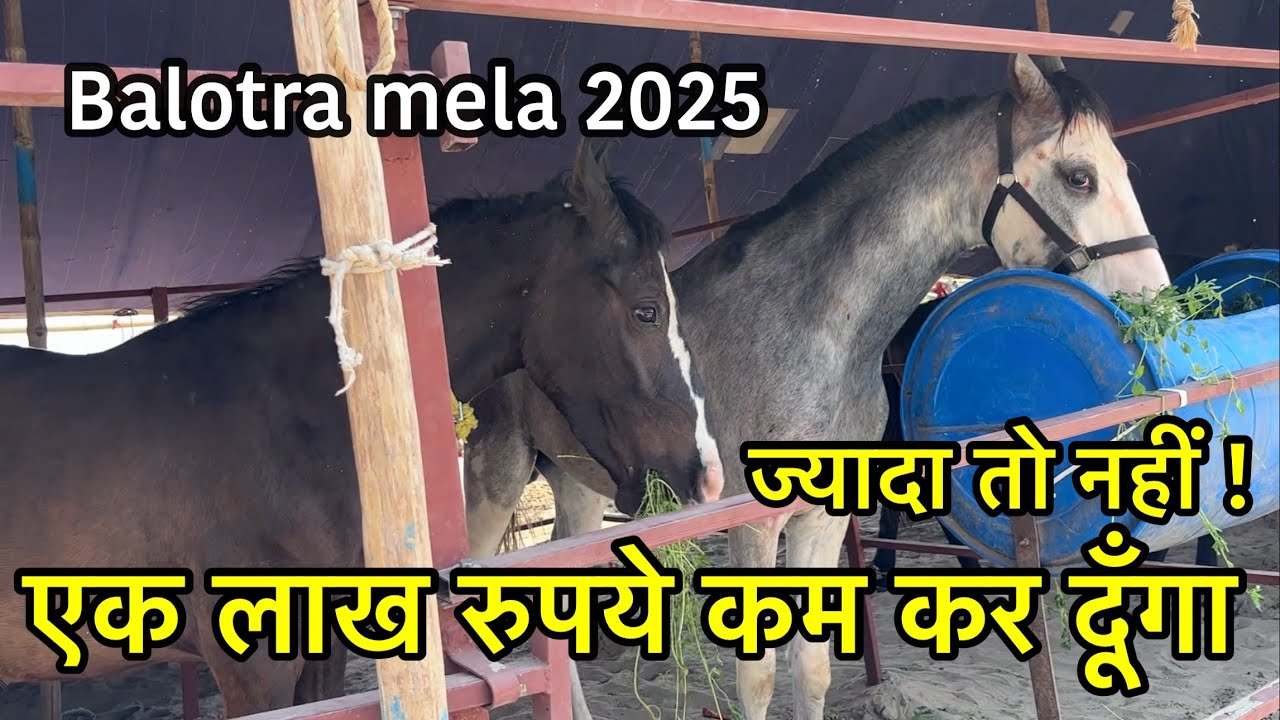 ज्यादा नहीं एक लाख कम कर दूँगा | उदयपुर से आये ब्लडलाइन के बिकाउ घोड़े | Balotra horse mela 2025