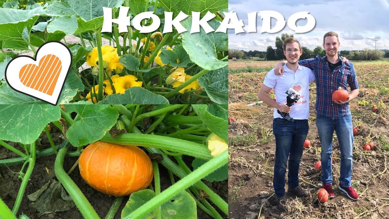 Hokkaido Kürbis: Pflanzen, Anbau und Ernte
