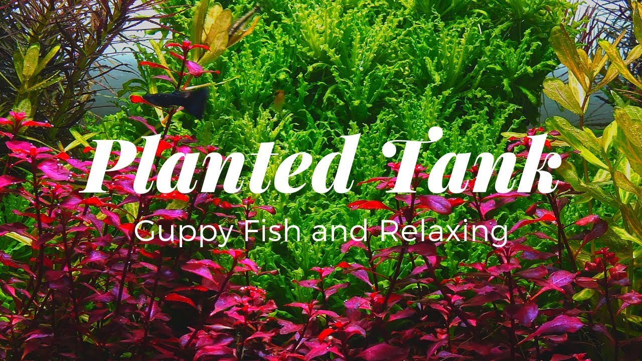 Planted Tank | Guppy Fish and Relaxing
