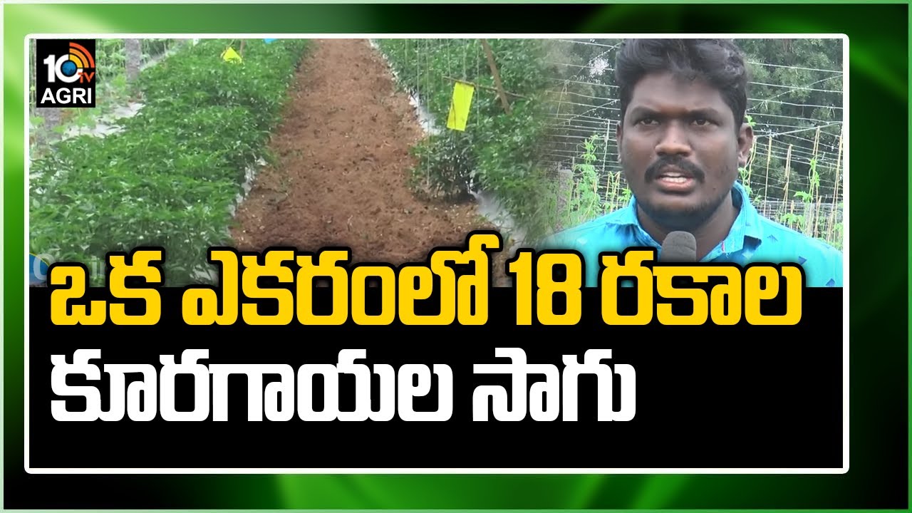 ఒక ఎకరంలో 18 రకాల కూరగాయల సాగు  | 18 Varieties Of Vegetable Cultivation In 1 Acre | 10TV News