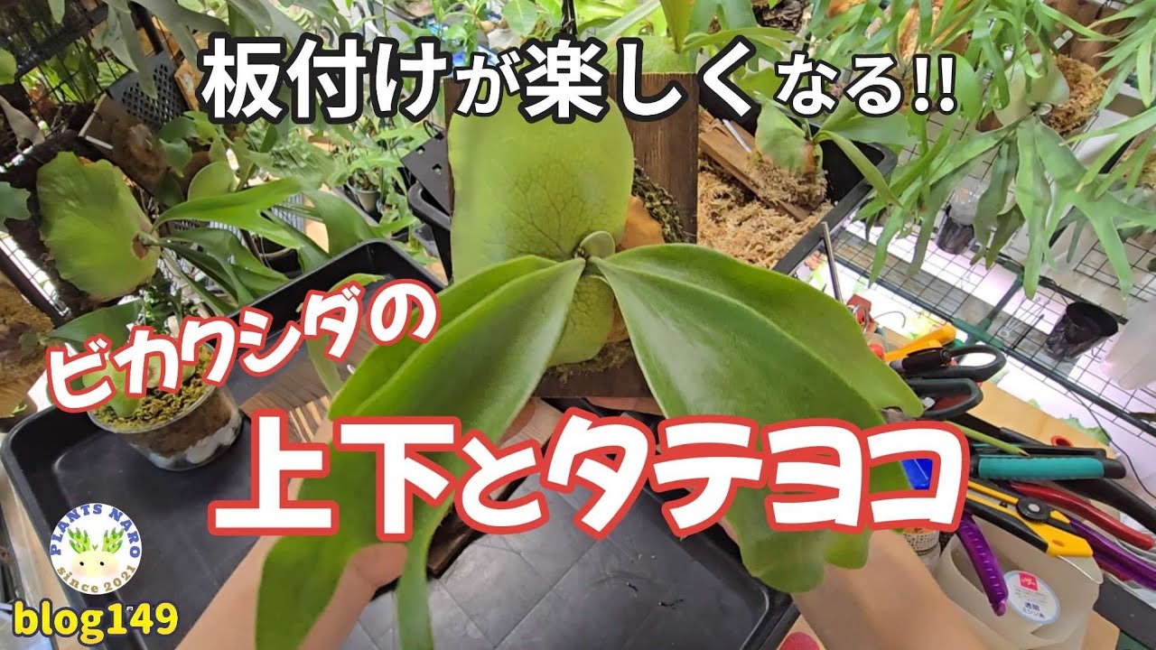 【ココを見る!!】斜めに傾かないビカクシダの板付けのポイント🔰
