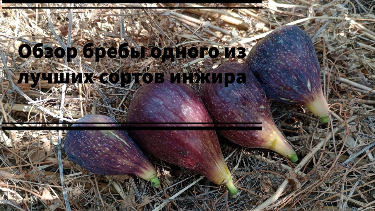Инжир Блэк Джек