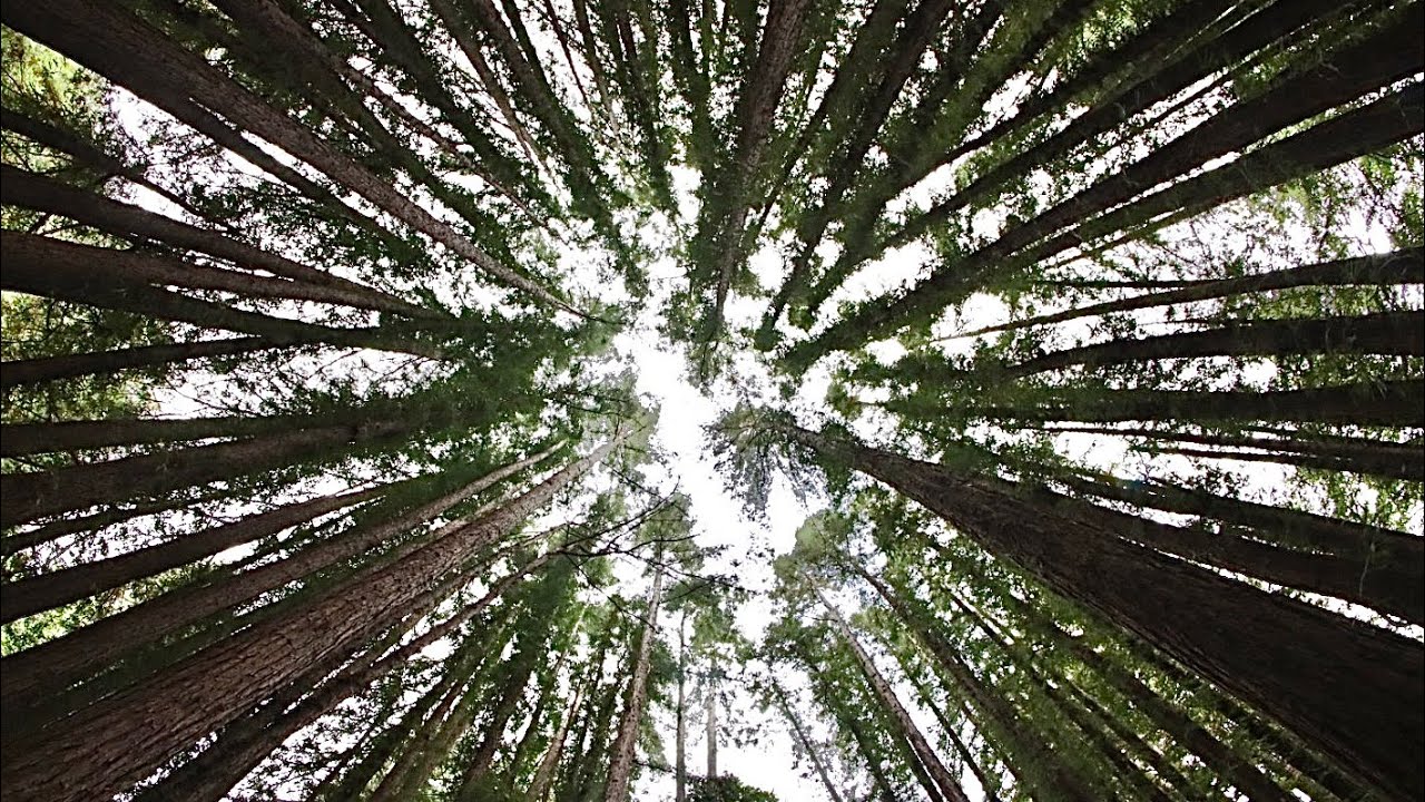 Redwood Merch at California’s Muir Woods 