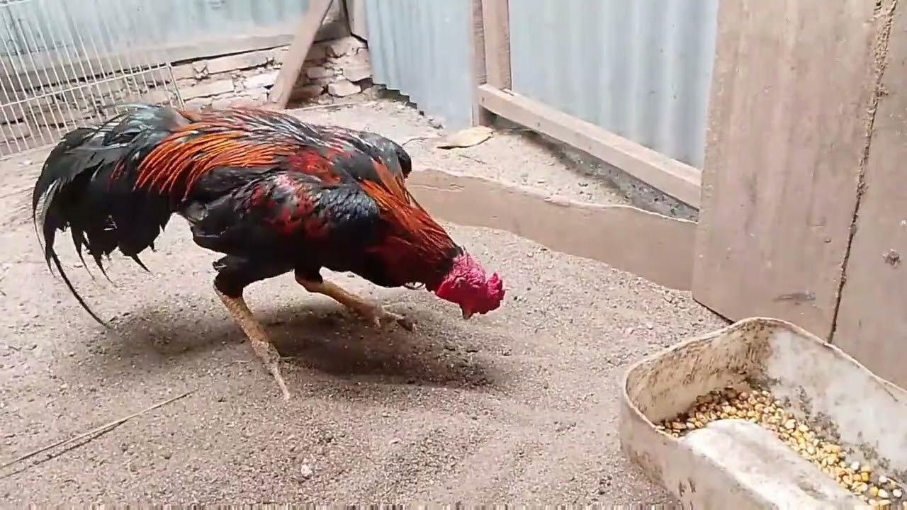 AYAM BAKOK KELASIC AYAM PETERNAKAN RUMAHAN