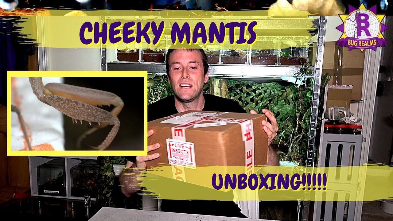 Cheeky Mantis UNBOXING!
