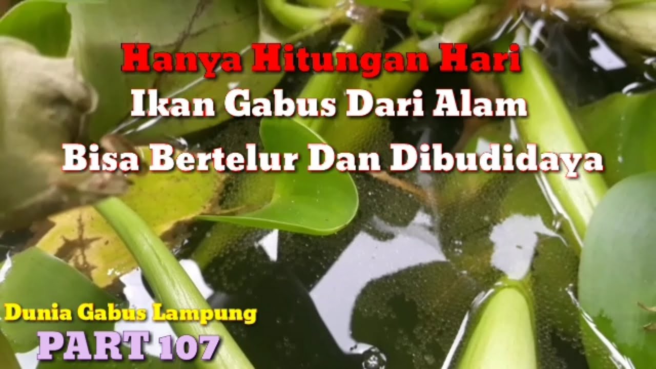 #107 Berapa Lama indukan gabus alam mau bertelur dan dibudidaya