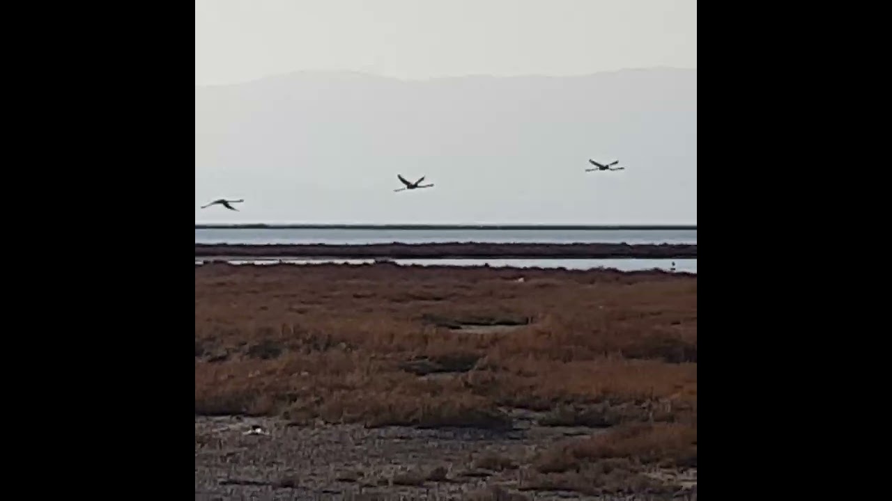 İzmir Kuş Cennetinde balıkçılık rezaleti