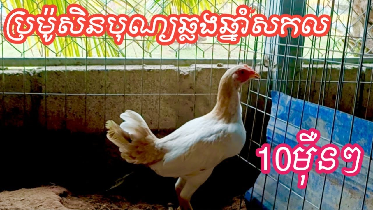 ភាគទី[83] ប្រម៉ូសិនសំរាប់បុណ្យឆ្លងឆ្នាំសកល 10មុឺនៗ ប្រញ៉ាប់ឡើង