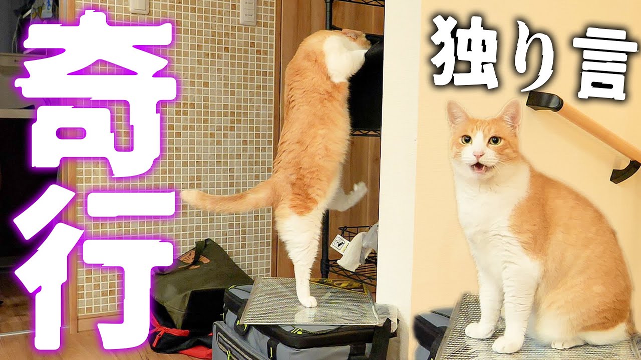 突然ロビンの奇行と独り言が止まらなくなってしまいました。。。