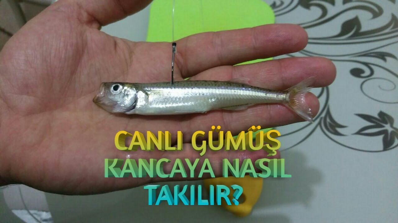 Canlı Gümüş Kancaya Nasıl Takılır?