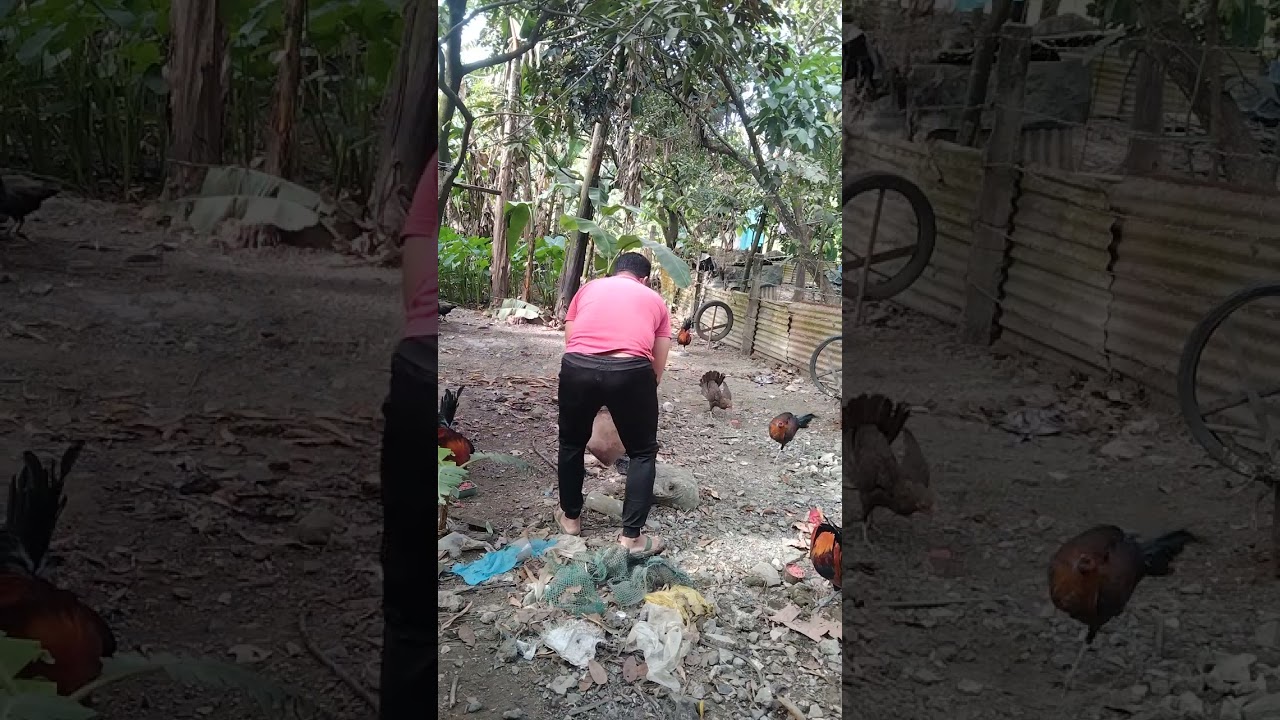 Sa umaga at Hapon lang tayo magpapakain ng mga panahong na manok