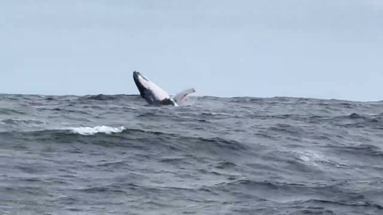 Maginificent Whale Watching 
