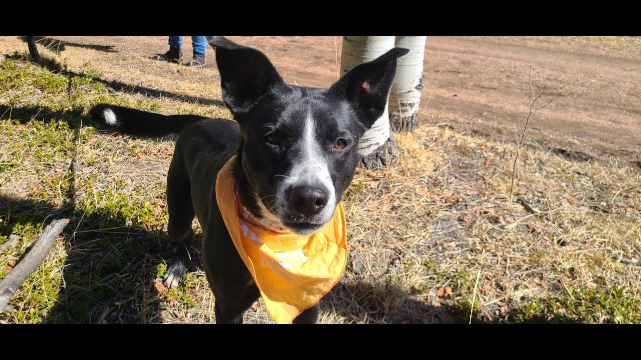 A Groovy Day Out: Taking a Talented Shelter Dog For a Hike - Sharing Stories of Brielle's Past Life!