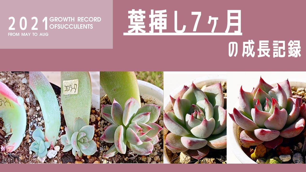 #50 葉挿し成長記録7ヶ月目【多肉植物/エケベリア】