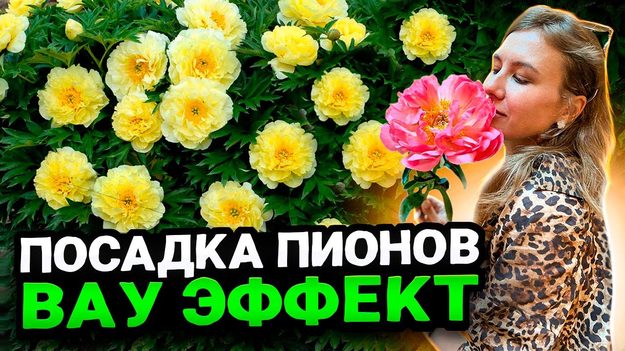КАК ПРАВИЛЬНО САЖАТЬ ПИОНЫ - СОВЕТЫ ЛАНДШАФТНОГО ДИЗАЙНЕРА