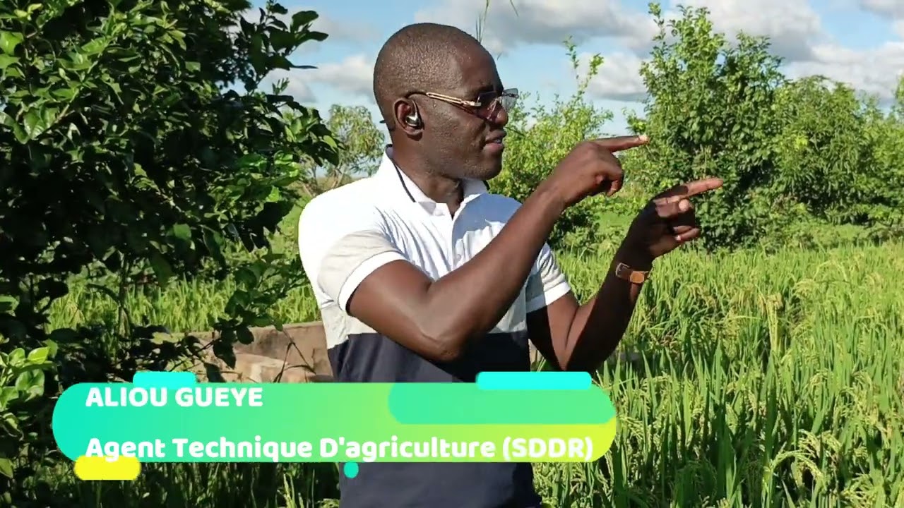 Visite de Aliou Gueye Agent Technique d'Agriculture (SDDR) Chez Mame sette Toure paysan a Medina Sa