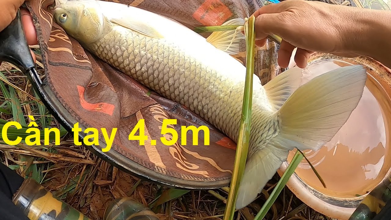 Cần tay 4.5m đóng cá trắm tự nhiên hơn 4kg - Cận cảnh bắt kiến làm mồi câu | 12-8-2023