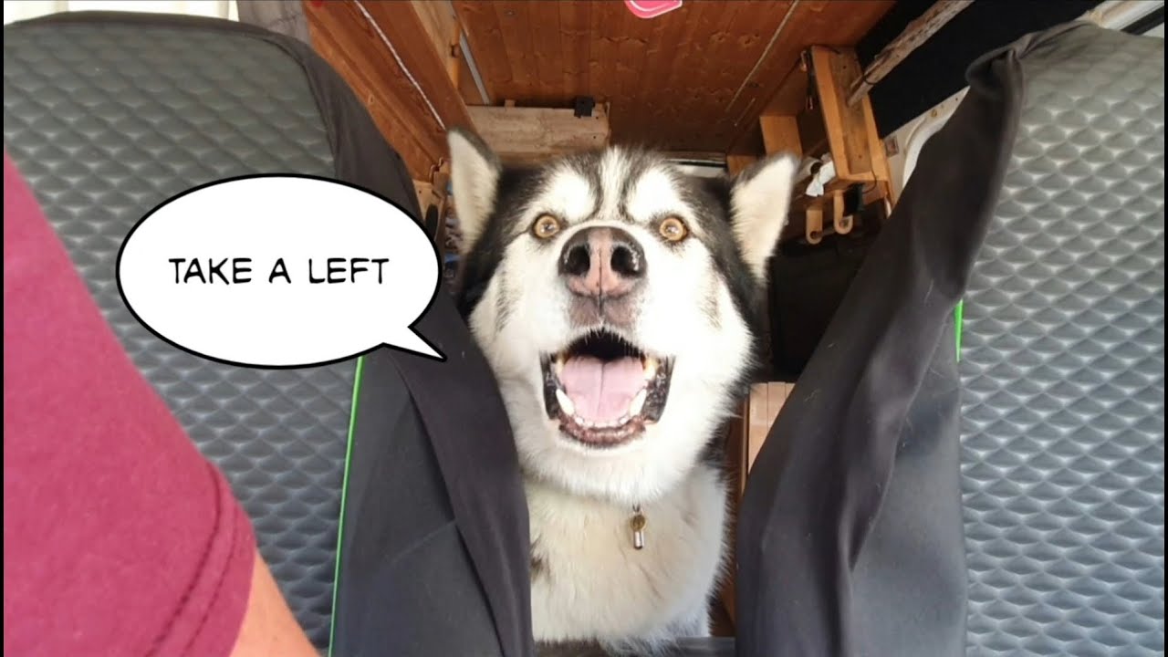 Dog directs owner to its favourite place, This is Hilarious!
