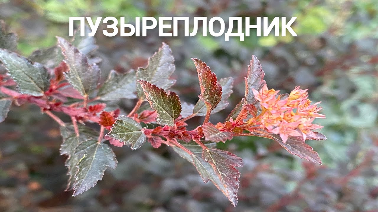 ПУЗЫРЕПЛОДНИК // Самый простой способ размножения.  Правильная посадка и сохранение  зимой.