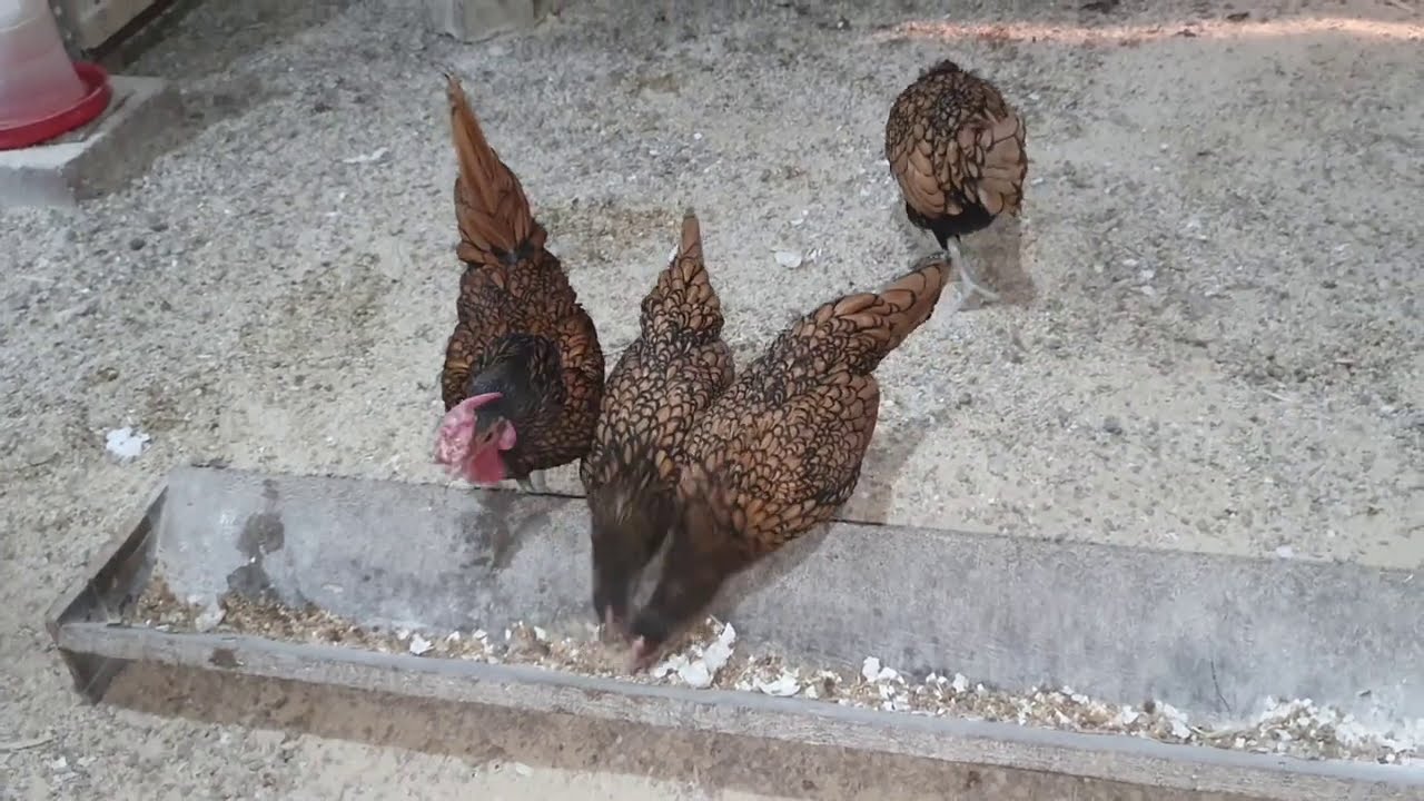 HOROZ VE TAVUKLARDA İBİK MORARMASI NE ANLAMA GELİR ? NASIL TEDAVİ EDİLİR ?
