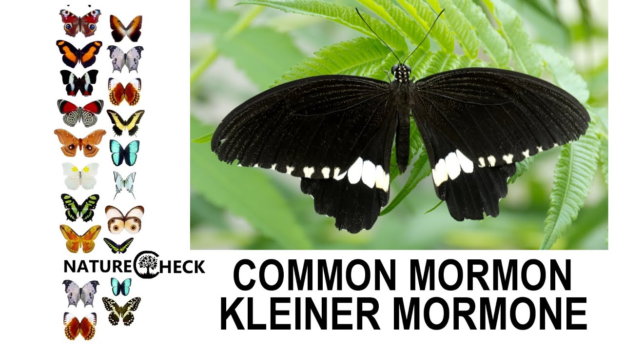 Kleiner Mormone - Common Mormon