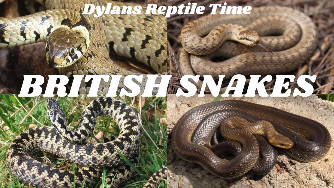 British Snakes - Dylan's Reptile Time