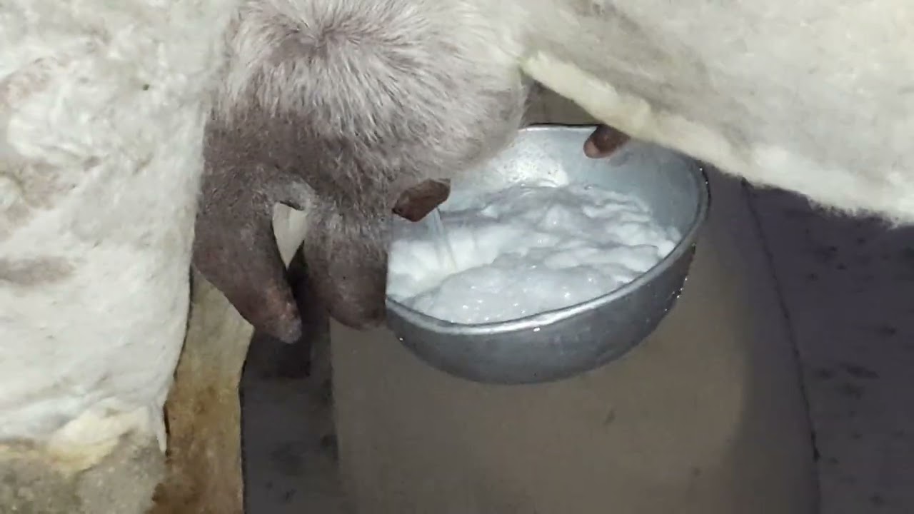 Kuwait huta milk 🥛 😋 https://www.youtube.com/@BAKRAWALA7252