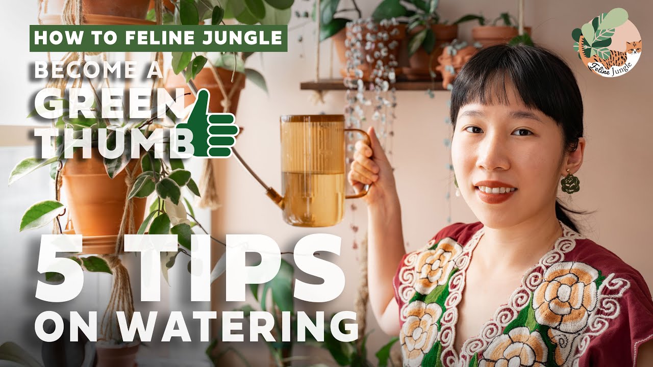 5 Tips on Watering Houseplants | How to Water Plants for Beginners