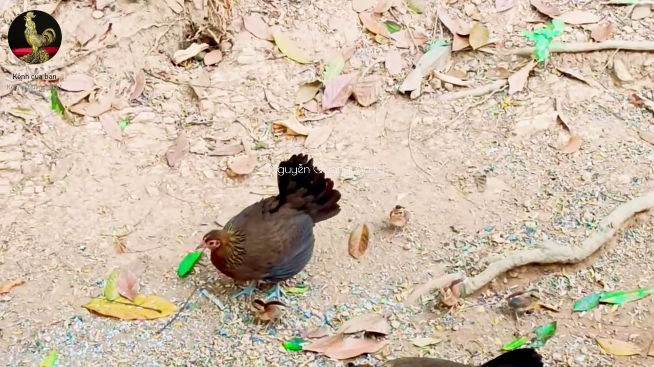 Tiếng Gà rừng mái kêu trong mùa sinh sản  #chicken #garung #wildlife  #nature  #birdsounds #shorts