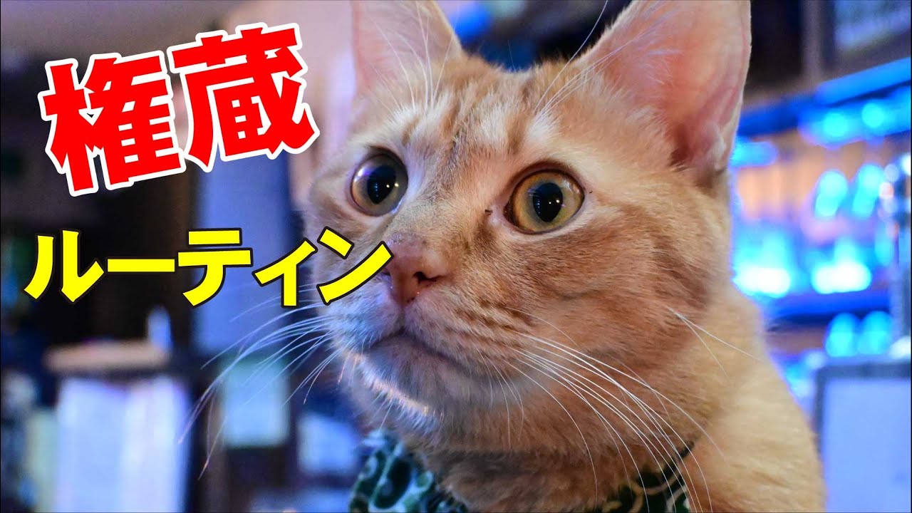 猫店長、権蔵の1日のるーてぃーん｜職業かわいい〜GONZOちゃんねる