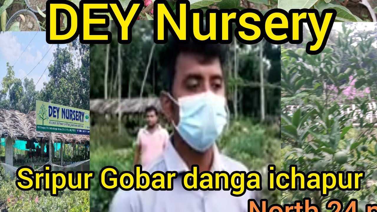 দে নার্সারি গোবরডাঙ্গা সেরা নার্সারি এখানে যা আছে আর কোথাও নেই