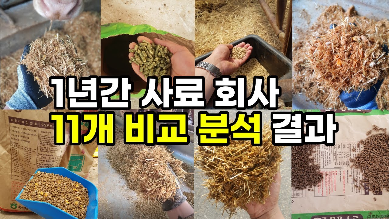 [한우] 좋은 사료 고르는 법, 딱 이거 ‘1개만’ 보면 됩니다 (TMR사료, TMF사료)